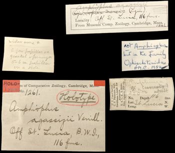 Media type: image;   Invertebrate Zoology OPH-1261 Aspect: labels